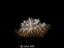 Humped Halgerda shot with home made snoot on a night dive... by John Hill 